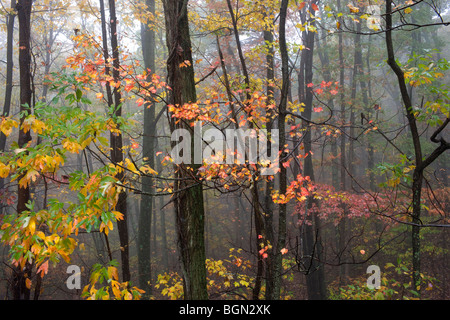 Herbstlaub Farbwechsel an einem nebligen Tag im Albemarle County, Virginia. Stockfoto