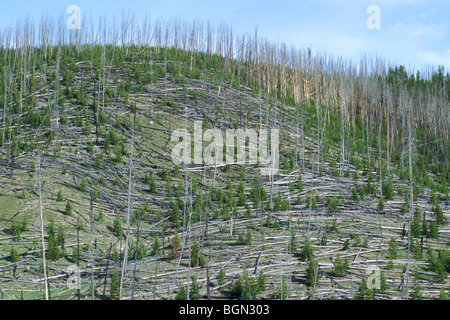 Nachwachsen der Lodgepole Kiefern getötet nach Waldbränden, Yellowstone NP, Wyoming, USA Stockfoto