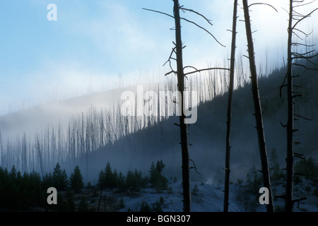 Nachwachsen der Lodgepole Kiefern getötet nach Waldbränden, Yellowstone NP, Wyoming, USA Stockfoto