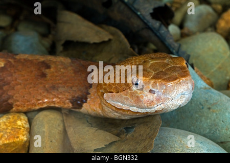 Nahaufnahme der Gattung giftig Pitviper breit gebändert Copperhead (Agkistrodon Contortrix Laticinctus), Süden der Vereinigten Staaten Stockfoto