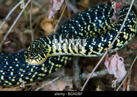 Green Snake Peitsche / Western Peitsche Schlange (Hierophis Viridiflavus / Coluber Viridiflavus), La Brenne, Frankreich Stockfoto