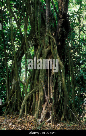 Luftwurzeln die Würgefeige (Ficus sp.), Carara Nationalpark, Costa Rica Stockfoto