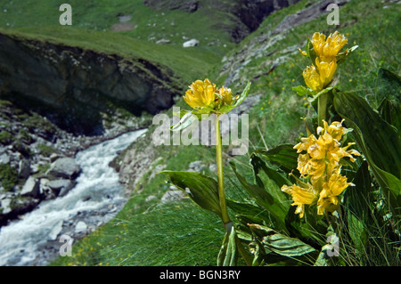 Gefleckter Enzian (Gentiana Trommler) entlang Gebirgsbach in den Alpen, Frankreich Stockfoto