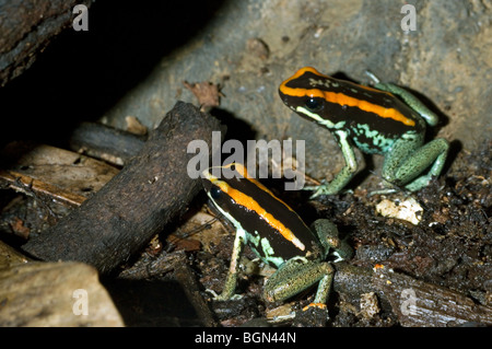 Golfo Dulcean Pfeilgiftfrösche (Phyllobates Vittatus) im Regenwald, Costa Rica, Mittelamerika Stockfoto