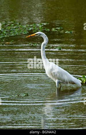 Silberreiher (Ardea / Casmerodius Alba) Fisch im Sumpf, NP Carara, Costa Rica Stockfoto