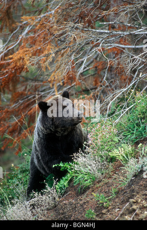 Grizzly Bär (Ursus Arctos Horribilis), Yellowstone-Nationalpark, Wyoming, USA Stockfoto