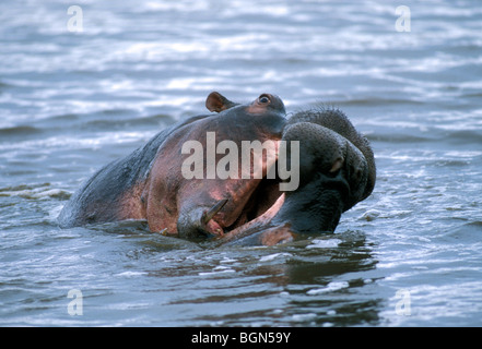 Zwei Nilpferd Bullen (Hippopotamus Amphibius) kämpfen im Wasser des Sees, Krüger Nationalpark, Südafrika Stockfoto