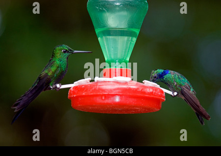 Grün gekrönt brillant und grünes violett-Ohr Essen vom Kolibri Feeder, Monteverde NP, Costa Rica Stockfoto