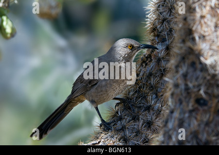 Kurve-billed Thrasher (Toxostoma Curvirostre) thront in Kaktus in der Sonora-Wüste, Arizona, USA Stockfoto
