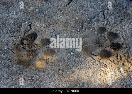 Löwe verfolgt (Panthera Leo) Abdrücke der Pfoten eingeprägt in den Sand, Krüger Nationalpark, Südafrika Stockfoto