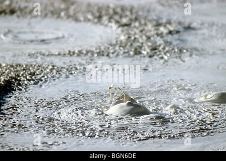 Brodelnde Schlamm Mud Volcano, Yellowstone NP, USA Stockfoto