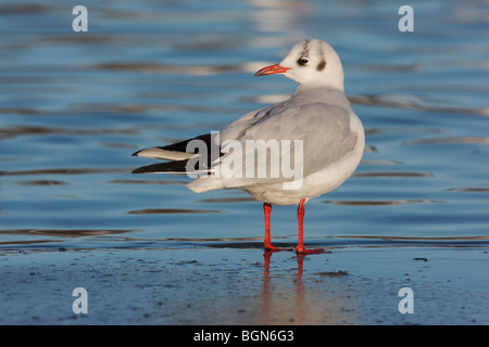 Lachmöwe, Larus Ridibundus, einzelne Winter plumaged Vogel stehend auf Eis durch Wasser, Lothian, Schottland, Winter 2009 Stockfoto