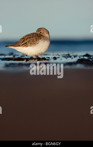 Alpenstrandläufer, Calidris Alpina, einzelne Winter plumaged Vogel am Strand Schlafplatz mit Meer Laping um Füße, Lothian, Schottland, Winter 20 Stockfoto