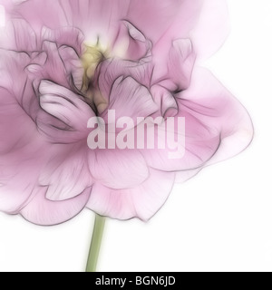 Foto: eine Nahaufnahme einer einzigen rosa Tulpe in voller Blüte Stockfoto