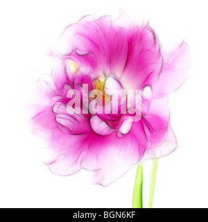 Foto: eine Nahaufnahme einer einzigen rosa Tulpe in voller Blüte Stockfoto