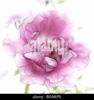 Foto: eine Nahaufnahme einer einzigen rosa Tulpe in voller Blüte Stockfoto