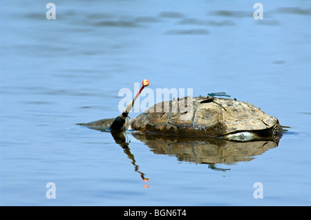 Toten spanischen Sumpfschildkröten / mediterrane Sumpfschildkröte (Mauremys Leprosa) getötet von Angelschnur, Extremadura, Spanien Stockfoto