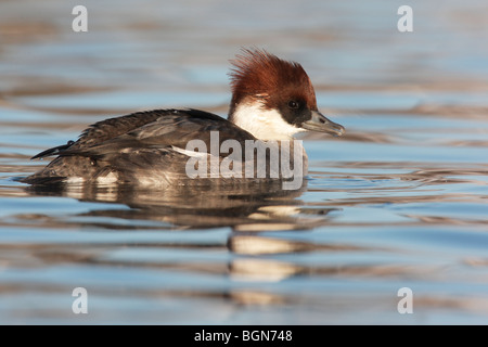 Zwergsäger, Mergellus Albellus, einzelnes Weibchen schwimmen, Lothian, Schottland 2009 Stockfoto