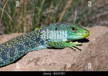 Nahaufnahme von Sonnen Ocellated Eidechse (Timon Lepidus / Lacerta Lepida), Sierra de Gredos, Spanien Stockfoto