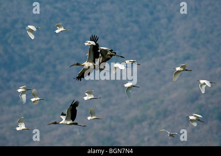Amerikanische Holz Störche (Mycteria Americana) und Snowy Silberreiher (Egretta unaufger) fliegen über Palo Verde NP, Costa Rica Stockfoto