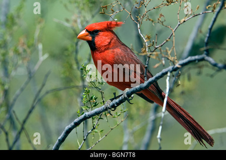 Nördlichen Kardinal (Cardinalis Cardinalis) männlich in Strauch thront, Sonora-Wüste, Arizona, USA Stockfoto