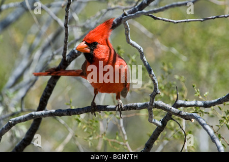 Nördlichen Kardinal (Cardinalis Cardinalis) männlich thront in Strauch, Sonoran Wüste, Arizona, USA Stockfoto