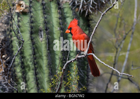 Nördlichen Kardinal (Cardinalis Cardinalis) männlichen vor Saguaro Kaktus (Carnegiea Gigantea), Sonora-Wüste, Arizona, USA Stockfoto