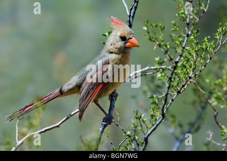 Nördlichen Kardinal (Cardinalis Cardinalis) weiblich in Strauch thront, Sonora-Wüste, Arizona, USA Stockfoto