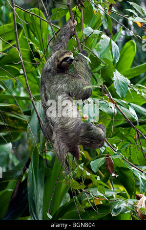 Drei-toed / Brown-throated-Faultier (Bradypus Variegatus) Kletterbaum im Regenwald, Costa Rica, Mittelamerika Stockfoto