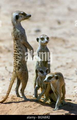 Suricates / Erdmännchen (Suricata Suricatta) in der Wüste Kalahari, Kgalagadi Transfrontier Park, Südafrika Stockfoto