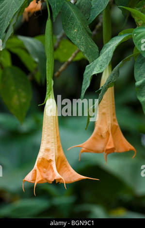 Die Engelstrompete Blumen (Brugmansia) Blüte im tropischen Regenwald, Costa Rica, Mittelamerika Stockfoto