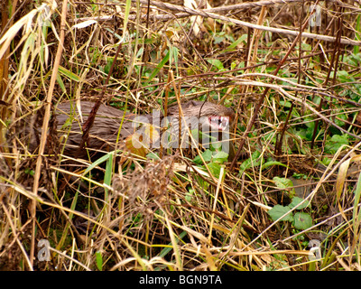 Otter, Lutra Lutra, im Unterholz einen Fisch zu essen. Stockfoto