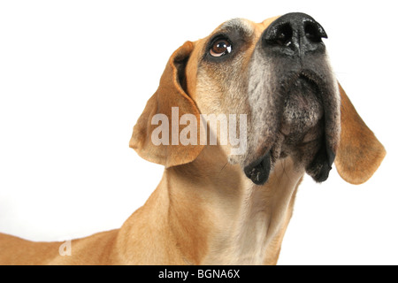 Dogge in einem studio Stockfoto