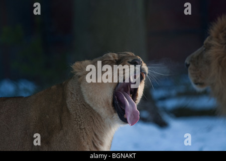 Asiatische Löwin Gähnen Stockfoto