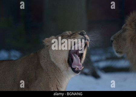Asiatische Löwin Gähnen Stockfoto