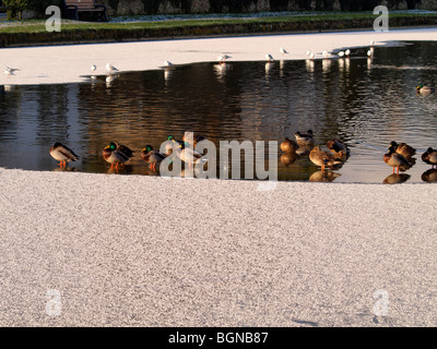 Enten und Möwen Stand am Rande des Eises an einem teilweise gefrorenen Kanal. Stockfoto