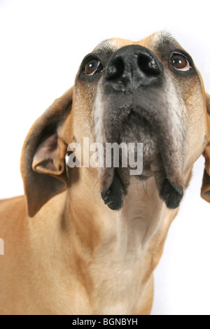 Dogge in einem studio Stockfoto