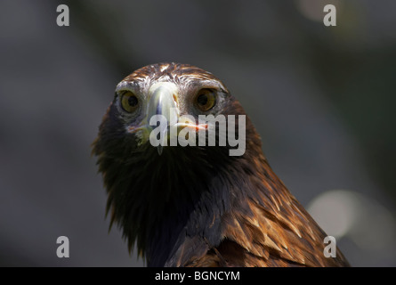 Australische Wedge Tail Eagle Stockfoto