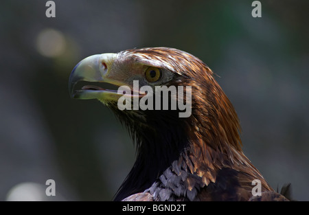 Australische Wedge Tail Eagle Stockfoto