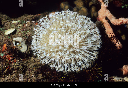 Lange Polyp Leder Koralle. Erstaunliche Unterwasserwelt Unterwasserwelt in der Flores-See, in der Nähe von Komodo. Indonesien. Stockfoto