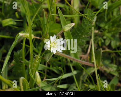 Gemeinsamen Hornkraut, Cerastium fontanum Stockfoto