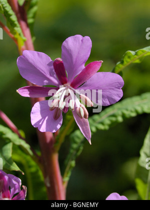 Rosebay Weidenröschen Chamerion angustifolium Stockfoto