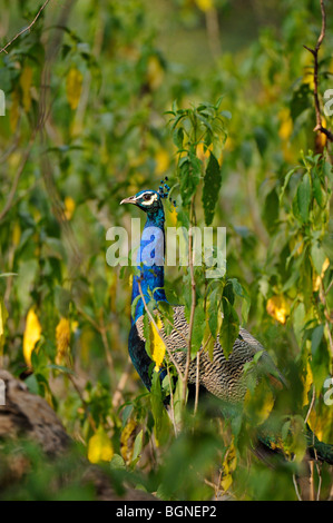 Indischen Pfauen oder Pavo Cristatus in den Dschungeln des Ranthambhore National park Stockfoto