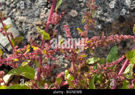 Viele ausgesät Gänsefuß oder All-Samen, Chenopodium polyspermum Stockfoto