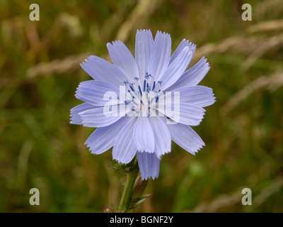 Chicorée Blume, Cichorium intybus Stockfoto