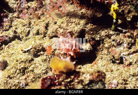 Nacktschnecke mit roten Spitzen Vorsprüngen. Unterwasser-marine Leben im Meer Flores, Komodo. Indonesien. Stockfoto