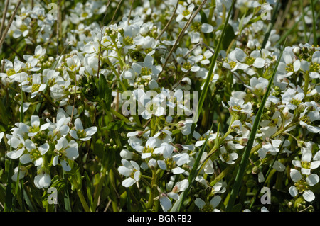 Englische Scurvygrass, Cochlearia anglica Stockfoto