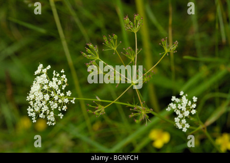 Pignut, Conopodium majus Stockfoto