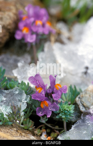 Alpen-Leinkraut Blüte (Linaria Alpina) im Schnee, NP Gran Paradiso, Italien Stockfoto