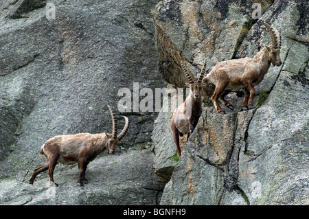 Alpensteinbock (Capra Ibex) durchqueren Felswand in den Bergen der Alpen, Nationalpark Gran Paradiso, Italien Stockfoto